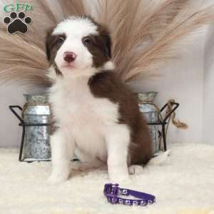 Lilly, Border Collie Puppy