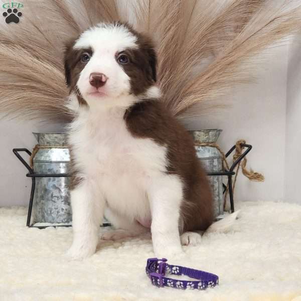 Lilly, Border Collie Puppy