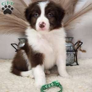 Rio, Border Collie Puppy