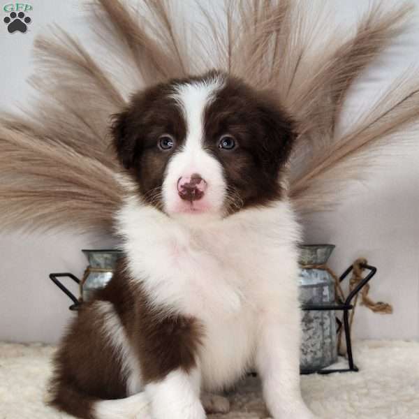 Rio, Border Collie Puppy