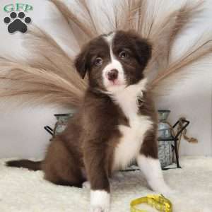 Sonny, Border Collie Puppy