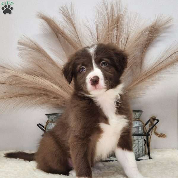 Sonny, Border Collie Puppy