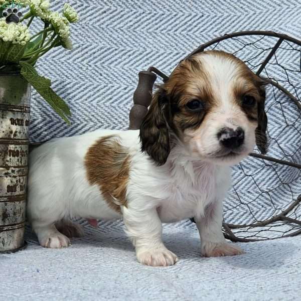 Marshall, Dachshund Puppy