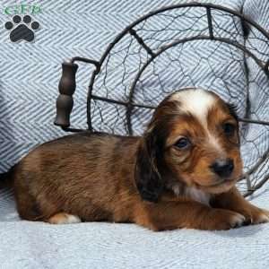 Chase, Dachshund Puppy