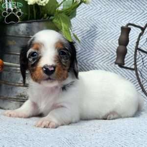 Sweetie, Dachshund Puppy