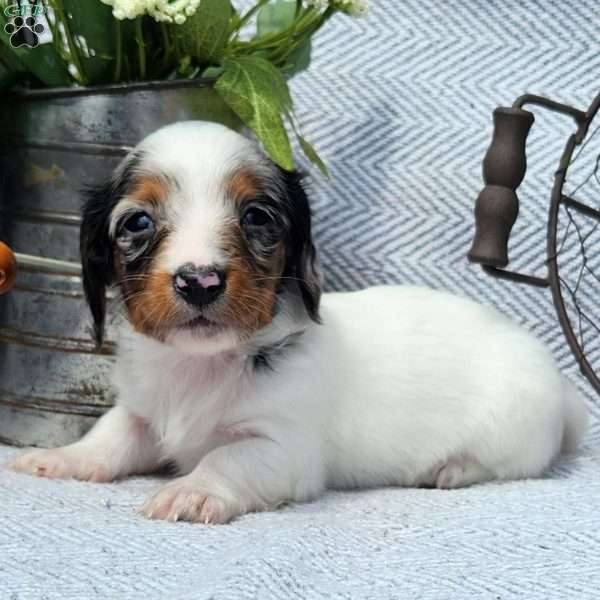 Sweetie, Dachshund Puppy