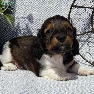 Liberty, Dachshund Puppy