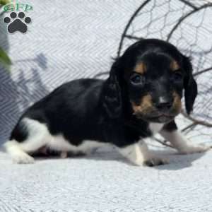 Skye, Dachshund Puppy