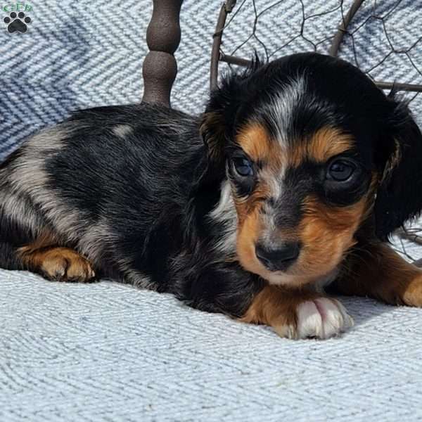 Zuma, Dachshund Puppy