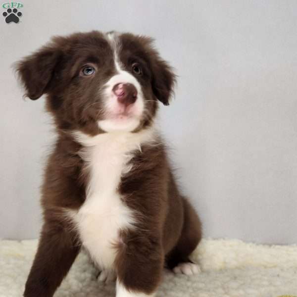 Sonny, Border Collie Puppy