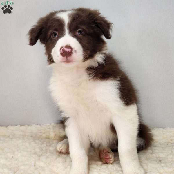 Stormy, Border Collie Puppy