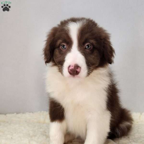 Rio, Border Collie Puppy