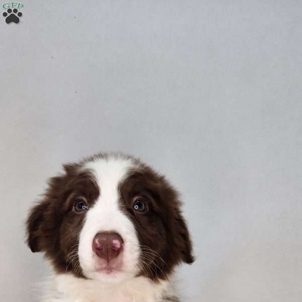 Leo, Border Collie Puppy