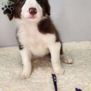 Lilly, Border Collie Puppy