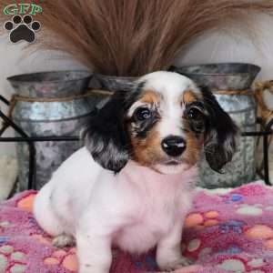 Sweetie, Dachshund Puppy