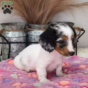 Sweetie, Dachshund Puppy