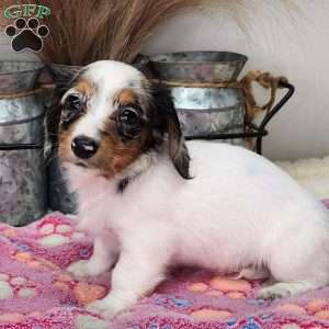 Sweetie, Dachshund Puppy