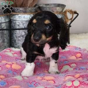 Skye, Dachshund Puppy