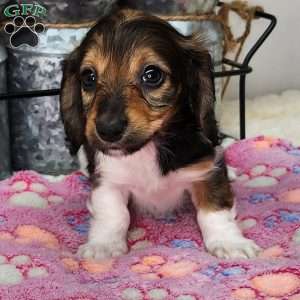 Liberty, Dachshund Puppy