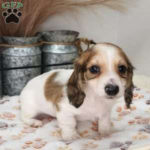 Marshall, Dachshund Puppy