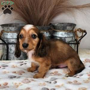 Chase, Dachshund Puppy