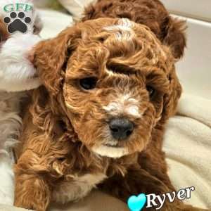 Ryver, Cavapoo Puppy