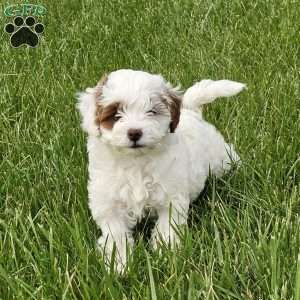 Stormy, Cavapoo Puppy