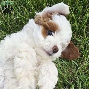 Stormy, Cavapoo Puppy
