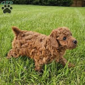 Rocky, Cavapoo Puppy