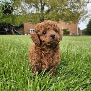 Rocky, Cavapoo Puppy