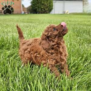 Rocky, Cavapoo Puppy