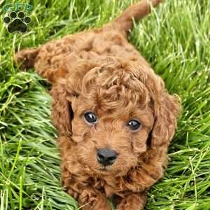 Rocky, Cavapoo Puppy