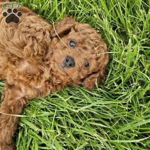 Rocky, Cavapoo Puppy