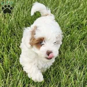 Stormy, Cavapoo Puppy