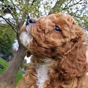 Ryver, Cavapoo Puppy