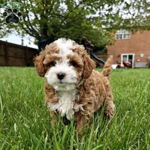 Skye, Cavapoo Puppy
