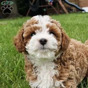 Skye, Cavapoo Puppy