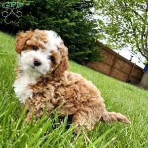 Skye, Cavapoo Puppy