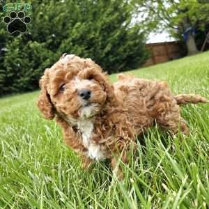 Ryver, Cavapoo Puppy
