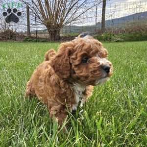 Ryver, Cavapoo Puppy