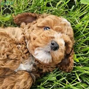 Ryver, Cavapoo Puppy