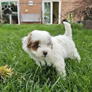 Stormy, Cavapoo Puppy