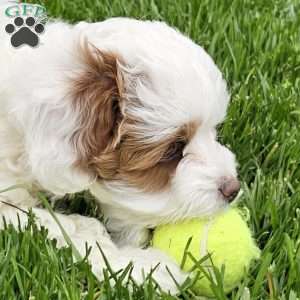 Stormy, Cavapoo Puppy