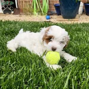 Stormy, Cavapoo Puppy