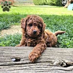 Rocky, Cavapoo Puppy