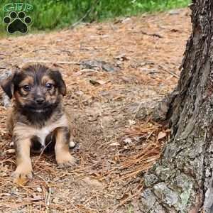 Milo, Dorkie Puppy