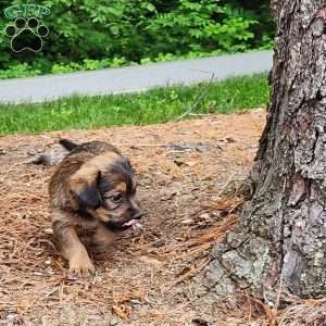 Milo, Dorkie Puppy