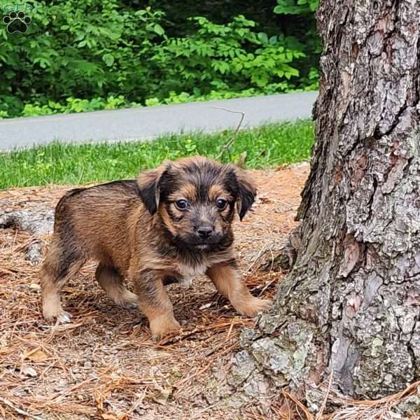 Milo, Dorkie Puppy
