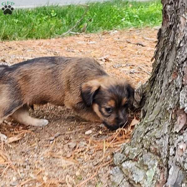 Kevin, Yorkie Mix Puppy