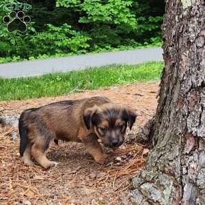 Milo, Dorkie Puppy